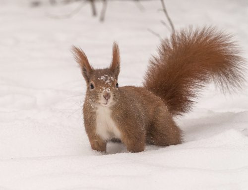 Tiere im winterlichen Wien