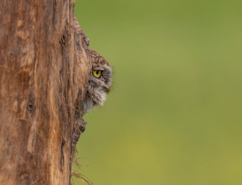 Vogelfotografie Serbien