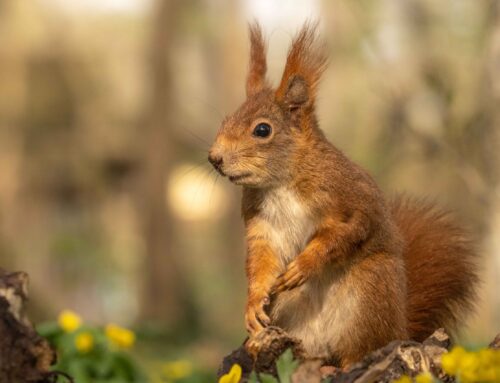 Eichkatzerl im Frühling