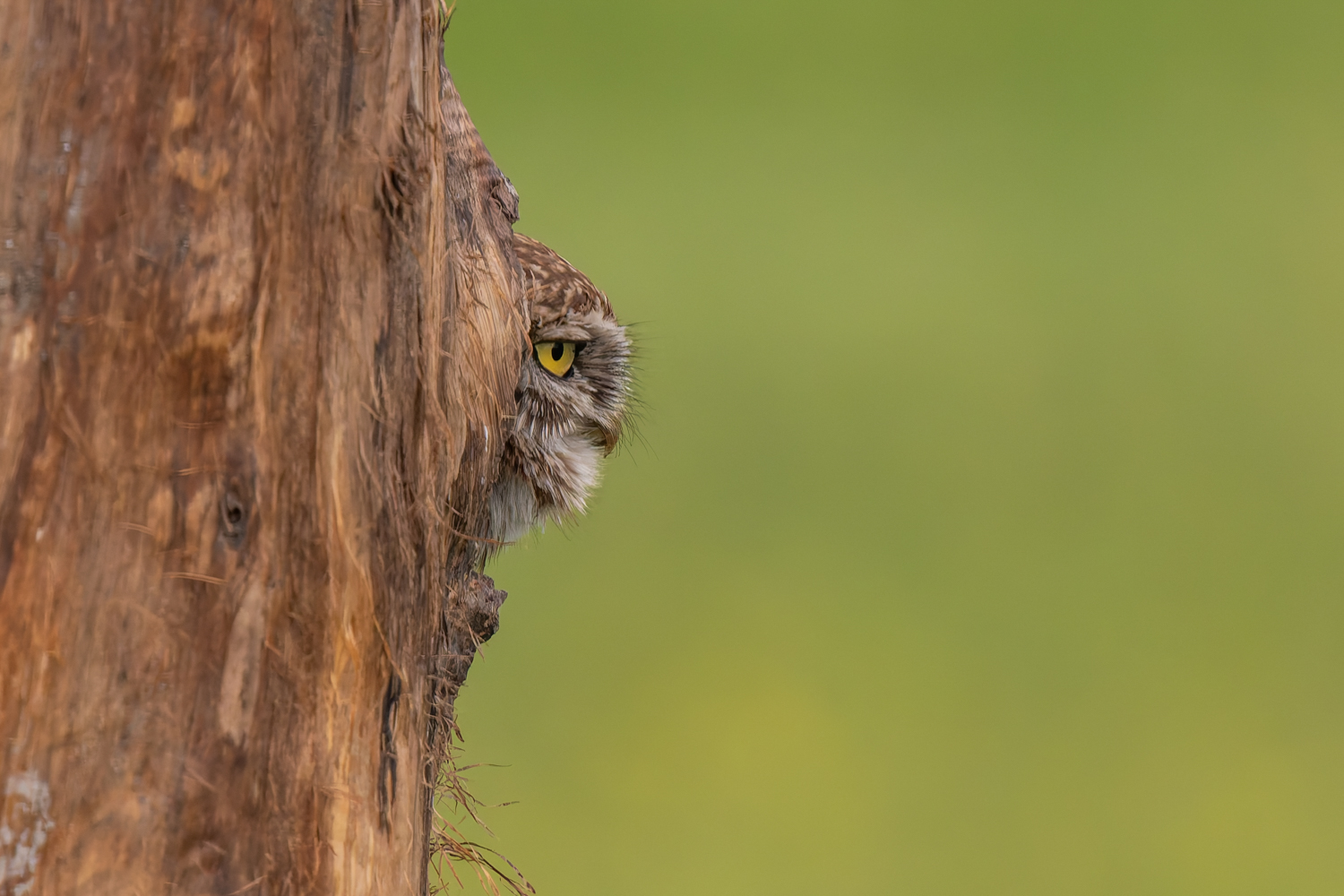 Vogelfotografie Serbien