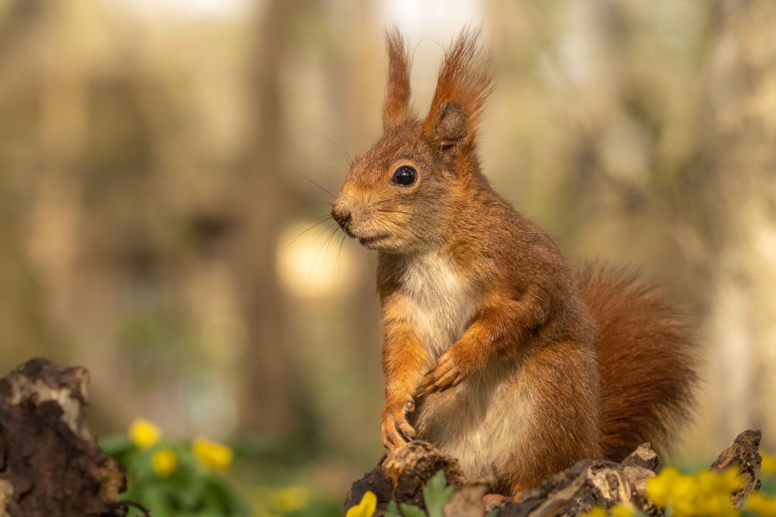 Eichkatzerl im Frühling